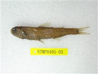 藏品(奈氏眼眶魚)的圖片
